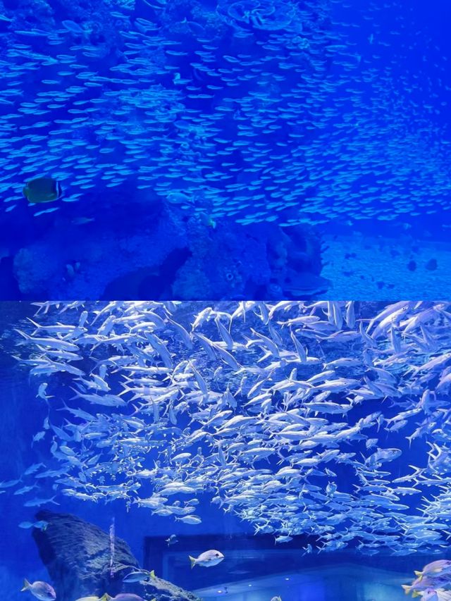 小梅沙海洋世界