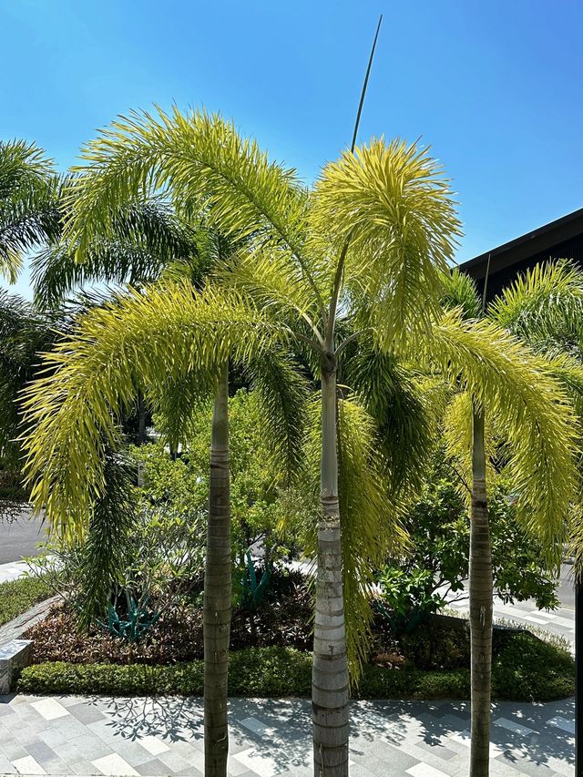 5日玩轉三亞-萬寧-陵水超詳細行程大揭秘 5日玩轉三亞-萬寧-陵水超詳細行程大揭秘