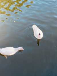 荔枝公園
