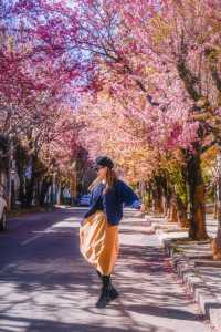 大理冬櫻正當時，都給我去這條路拍！