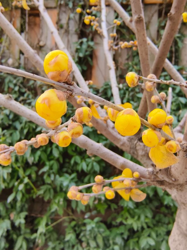 小眾公園有臘梅展