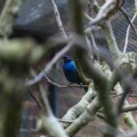 Explore the Wonders of London Zoo