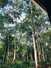 西雙版納植物園探秘 不踩雷攻略來啦