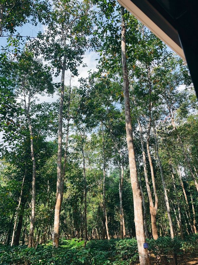 西雙版納植物園探秘 不踩雷攻略來啦