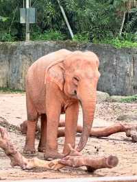 新加坡四大動物園保姆級遊玩路線