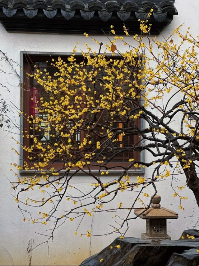 蘇州8座小眾園林的春和景明附賞花遊路線