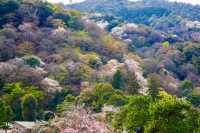 春の嵐山・渡月橋での桜体験