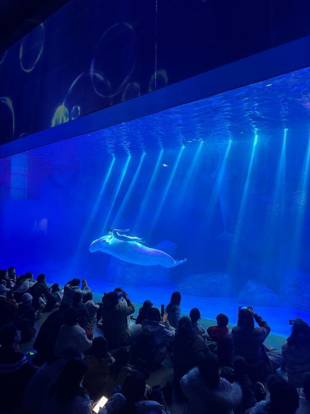 啊啊啊啊啊啊我點解依家先嚟鄭州海昌海洋公園啊