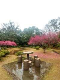 麗水南明山梅園，我與梅花兩白頭