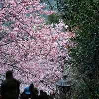 🌸台北限定 | 善導寺的櫻花季浪漫