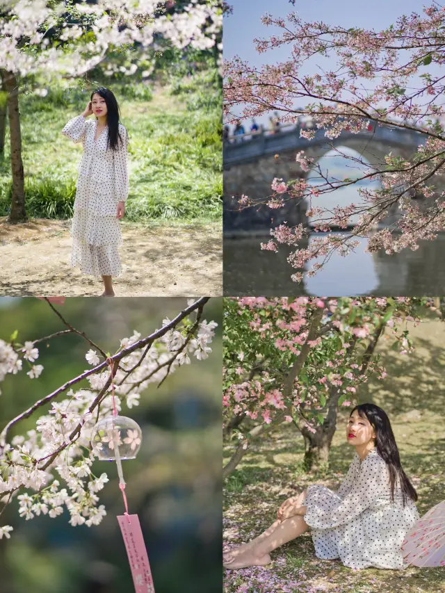 Wuxi Cherry Blossom Viewing | March Yuantouzhu Limited Flower Sea Guide