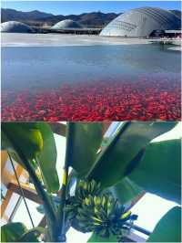 太原植物園 | 被一部星空電梯拯救了