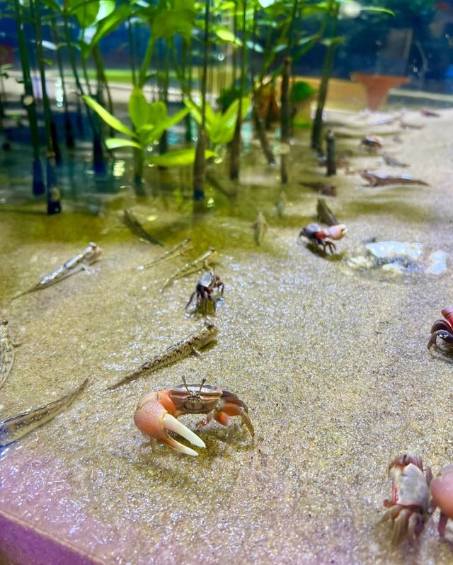 快來深圳海洋奇夢館吧