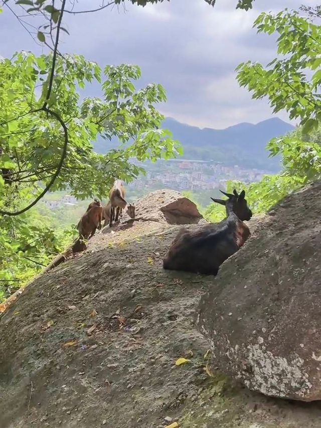 閩侯春日清新一日遊