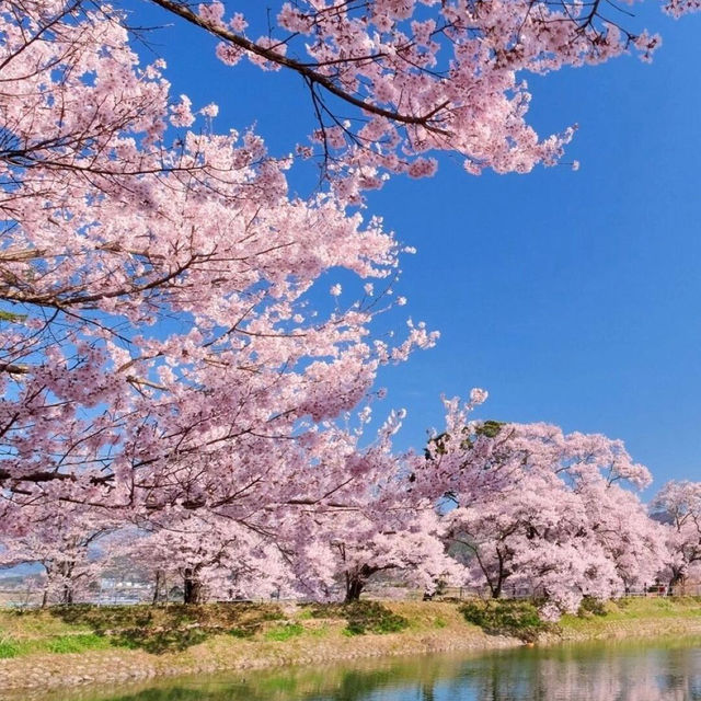 🌸天呐！原來動漫裡的櫻花真的存在