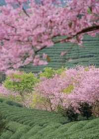 漳平永福櫻花園 | 福建的「櫻花小京都」
