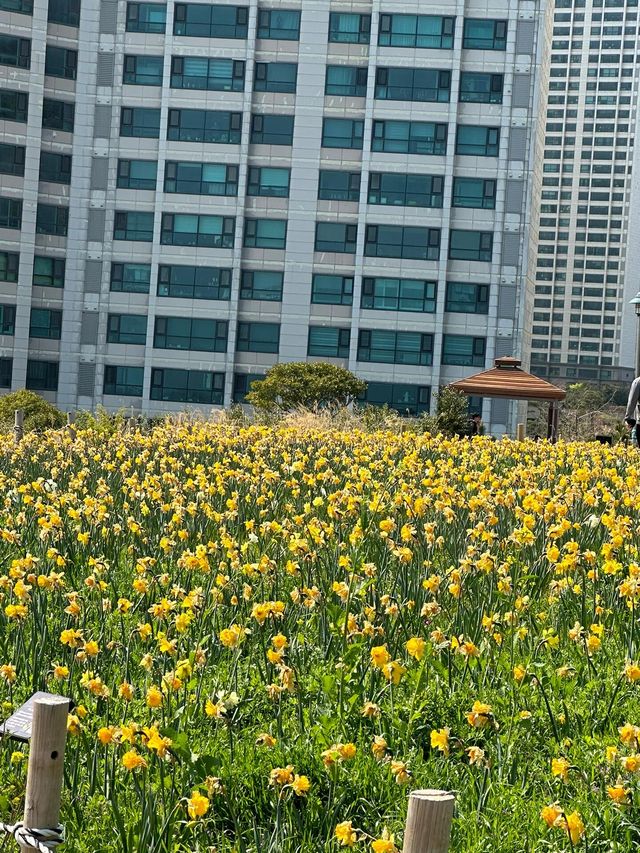 追着春天去旅行！釜山春日賞花體驗！