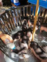 必睇！動物園節假日暢玩全攻略，演出時間表都在這