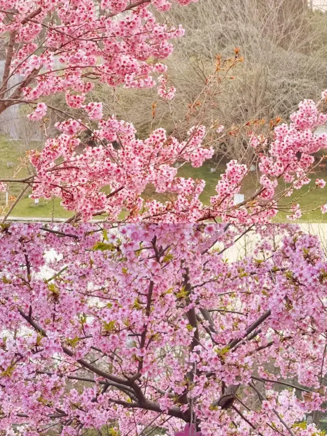 南京櫻花季必住商務酒店