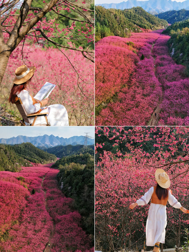 杭州春日避開人潮 5個小眾絕美賞花地