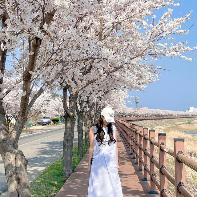 釜山賞櫻一日遊🌸 快複製這條路線
