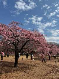 代々木公園での楽しいひととき