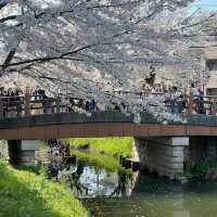 🇯🇵東京賞櫻倒計時！呢個賞櫻地我非推薦不可