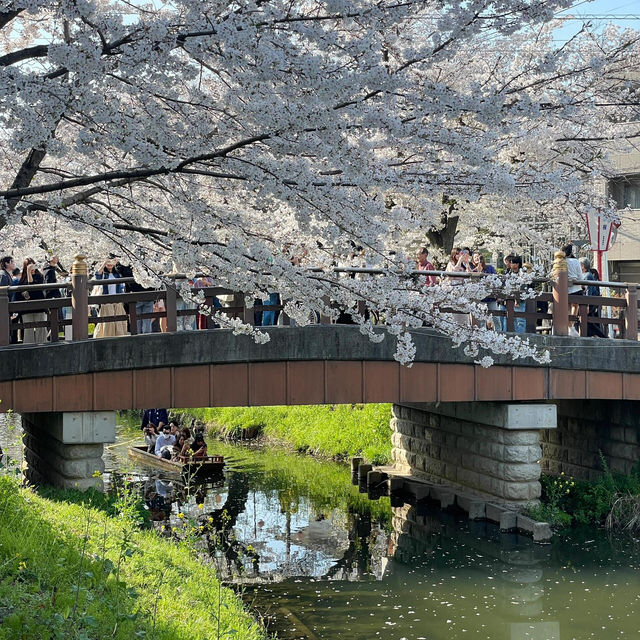 🇯🇵東京賞櫻倒計時！呢個賞櫻地我非推薦不可