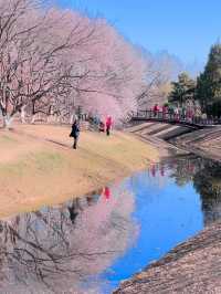 【春日限定】奧森桃花谷 花海美得令人心醉
