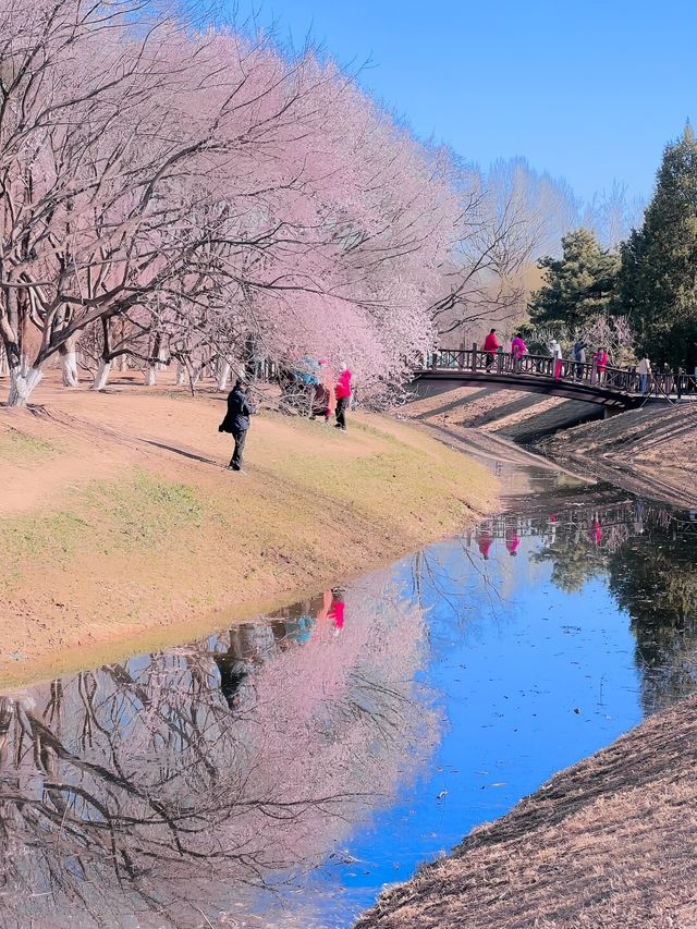 【春日限定】奧森桃花谷 花海美得令人心醉