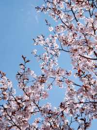 札幌賞櫻全攻略：北國都市的春日櫻花物語！