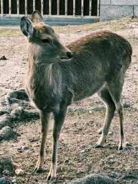奈良療癒一日遊｜奈良公園與東大寺🦌🌸