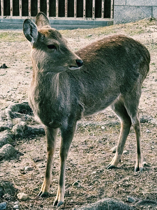 奈良療癒一日遊｜奈良公園與東大寺🦌🌸