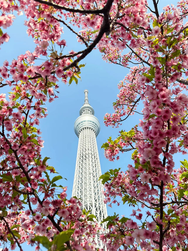 東京 第一高塔晴空塔🔥