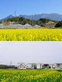 江西上饒賞油菜花‖打卡避坑攻略
