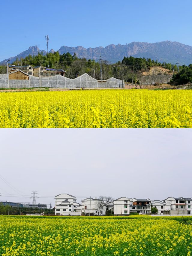 江西上饒賞油菜花‖打卡避坑攻略