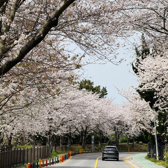 救命！濟州島櫻花進入顏值巔峰🌸