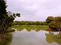 Haokun Wet Land Reserve: Ecological Treasure and Nature Beauty Museum