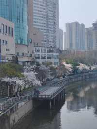 貴陽限定🌸 市區路邊藏著的浪漫櫻花海