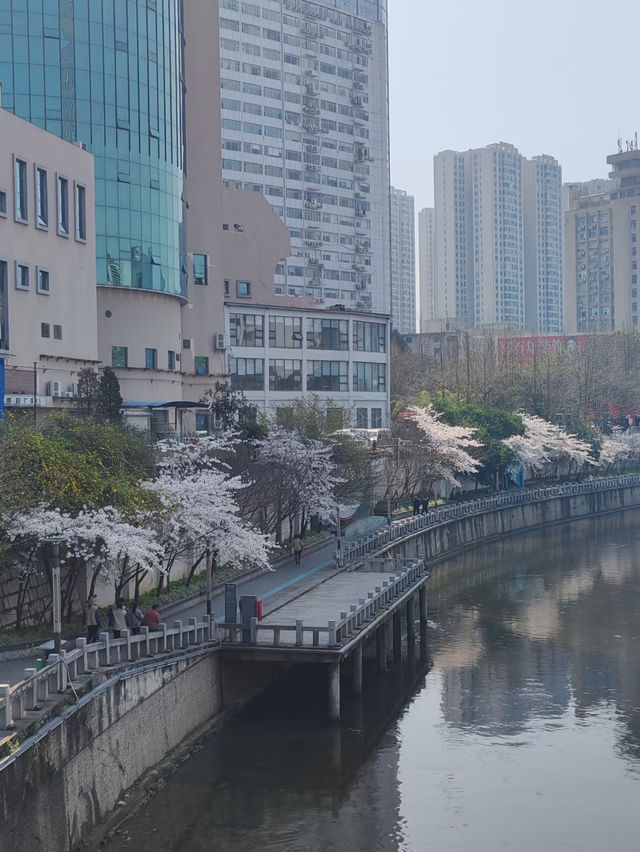 貴陽限定🌸 市區路邊藏著的浪漫櫻花海