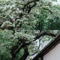 福州千萬不要4-5月來 因為...