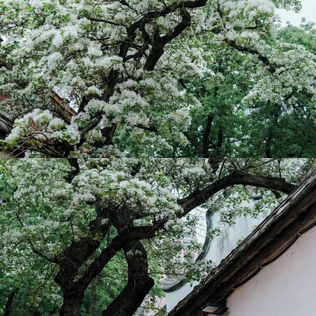 福州千萬不要4-5月來 因為...