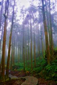 嘩塞！阿里山國家森林遊樂區，森林控必去的夢幻打卡地