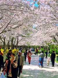 春日限定！濰坊賞櫻打卡指南