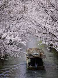 Dive Into Kyoto’s Cherry Blossom Magic for Spring Romance 🌸