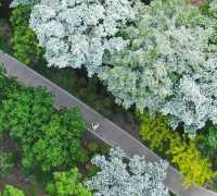 流蘇花開！綠博園迎來「四月雪」