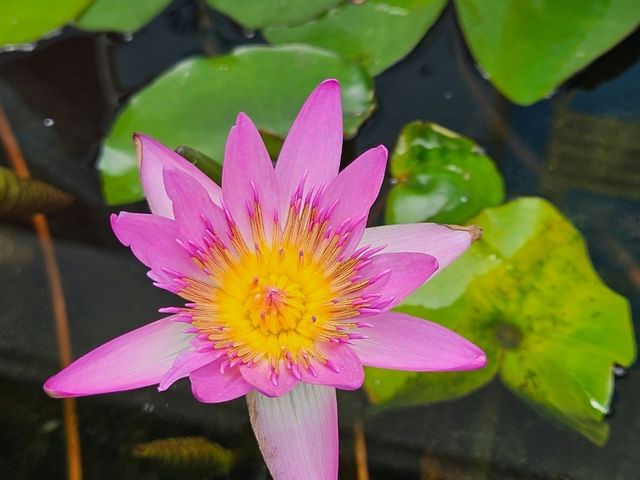 不要錯過在中山的著名蘇杭園林建築-詹園