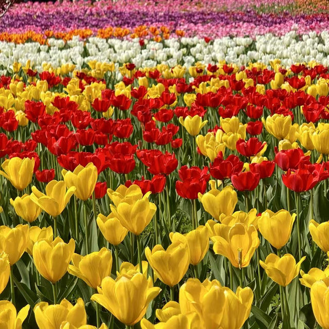 Season of Blossom in Beijing 🌸🌺🌼