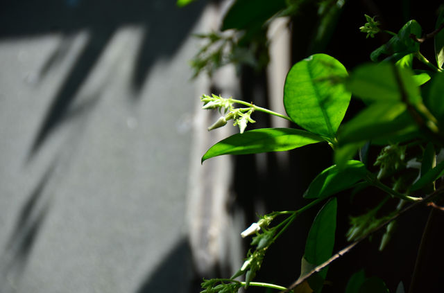 枕河居 | 草木系起的四月。