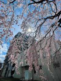 四月仙台東北大學，邂逅夢幻櫻海🌸
